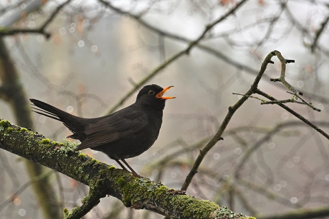 Spirit of Blackbird: Transmuting Fear in Uncertain Times