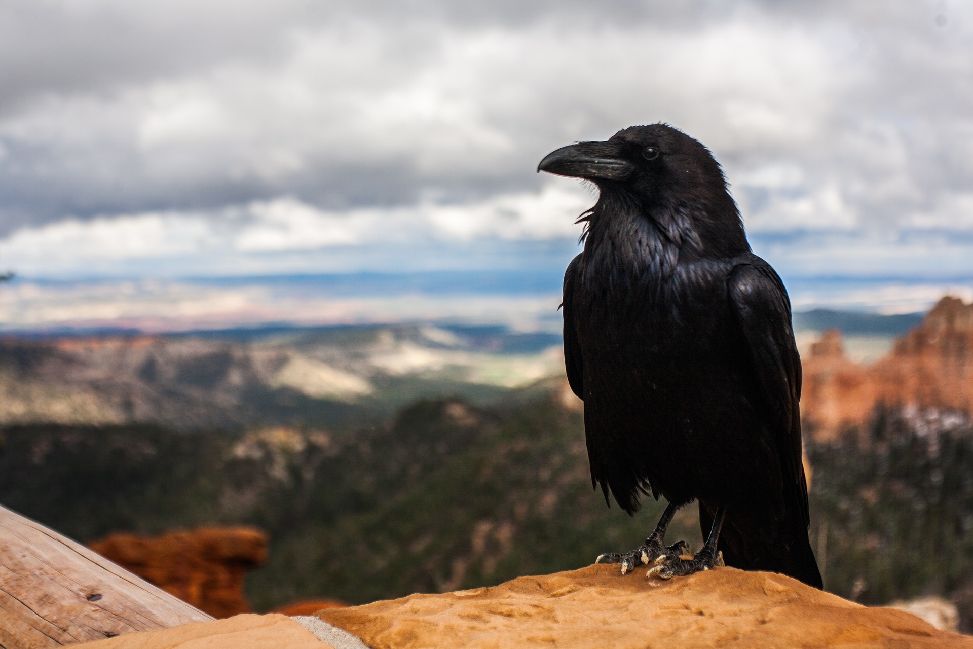 Spirit of Blackbird: Transmuting Fear in Uncertain Times