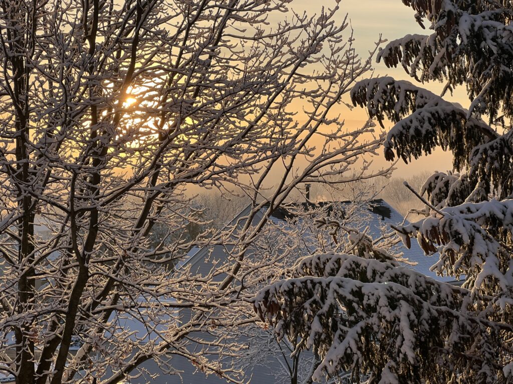 Snow-covered oak and pine trees glowing in morning sunlight, viewed from a kitchen window.