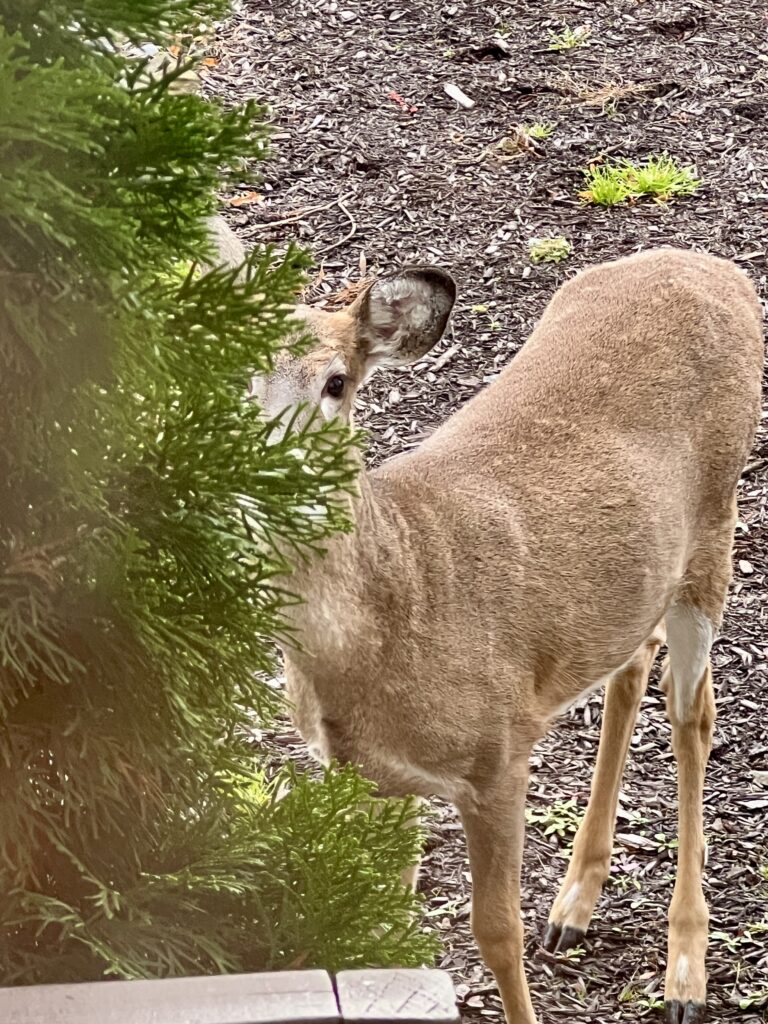 A deer gazing through a front doorway, symbolizing spirit communication.